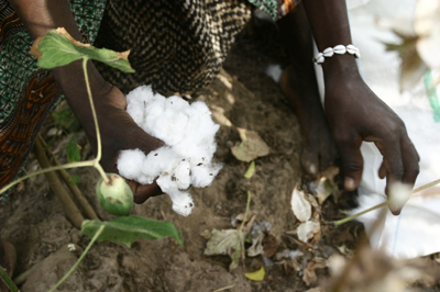 West African cotton