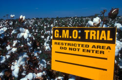 GM cotton trial