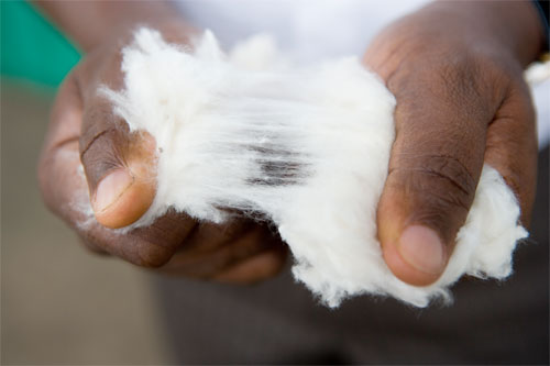 Benin cotton