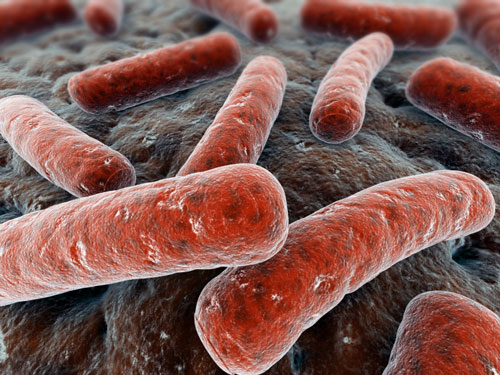 Bacteria close-up