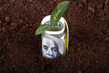 Dollar in soil