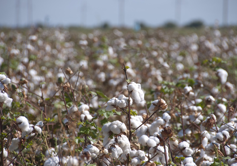Cotton harvest monitors 'harassed' in Uzbekistan