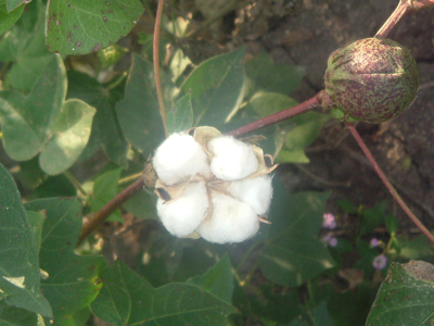Organic cotton India