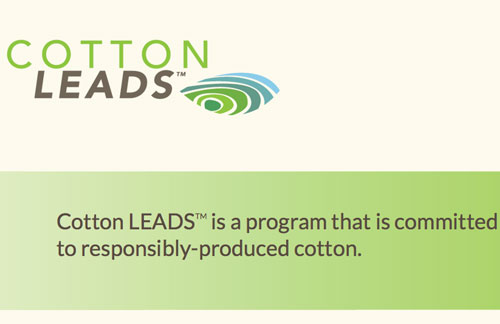 Cotton leads