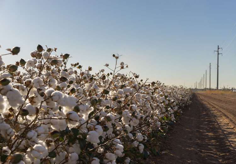 US cotton launches protocol to boost sustainability