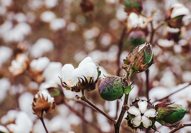 What Are The Benefits Of Organic Cotton?