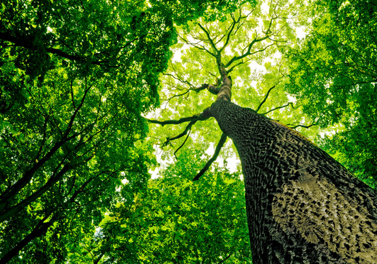 Aanleg Haas Bevestiging Timberland to plant 50 million trees by 2025 | Fashion & Retail News | News