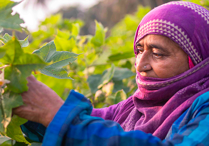 Support Indian cotton farmers through the pandemic - Fairtrade