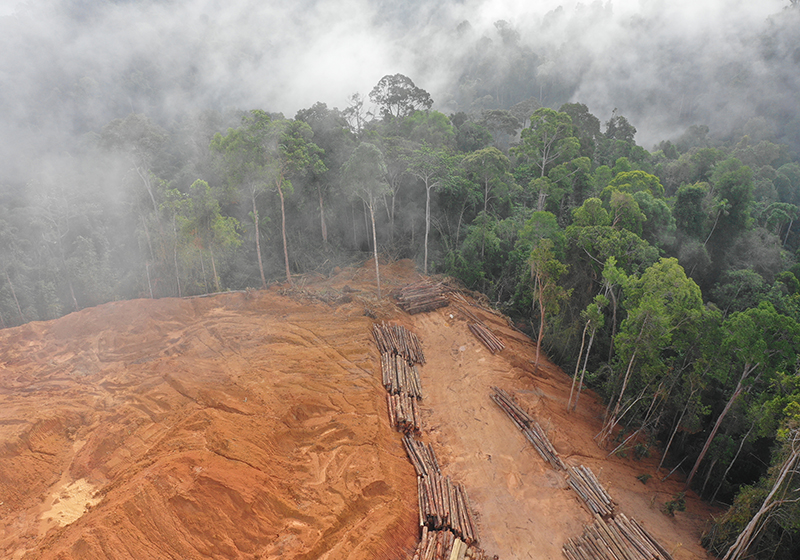 Viscose linked to Borneo  deforestation  Materials 