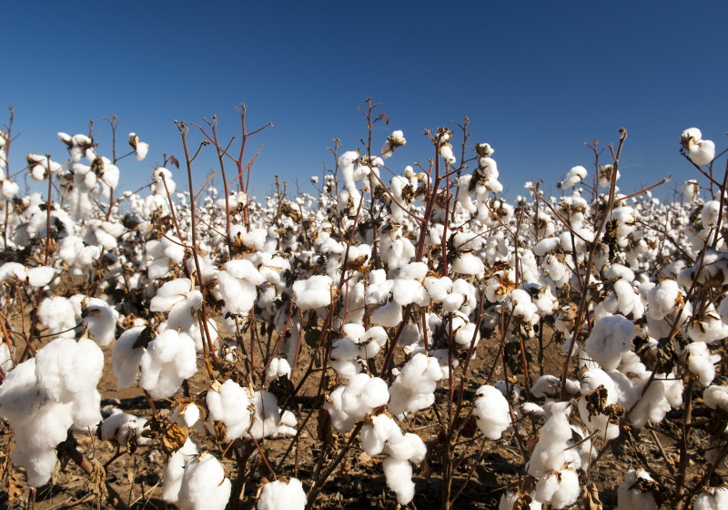 Aid by Trade, Better Cotton forge new partnership 