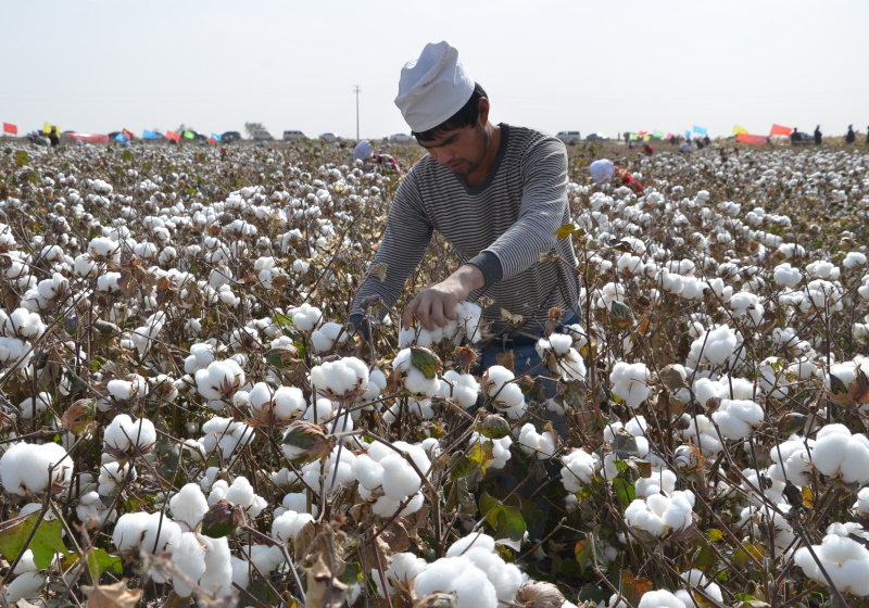 Shein Cotton Clothes Tied To Xinjiang, a Region Accused of Forced