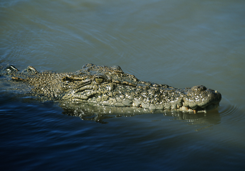 Hermès vows to protect welfare of crocodiles