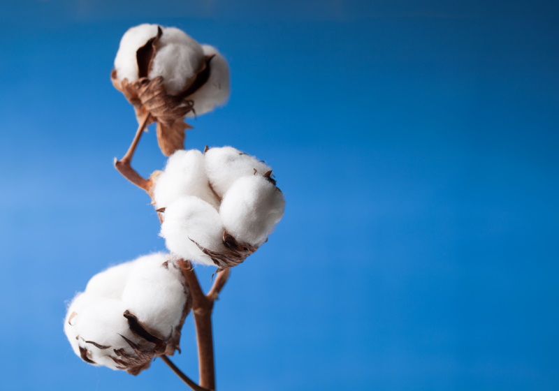 Return of the Australian Cotton Conference
