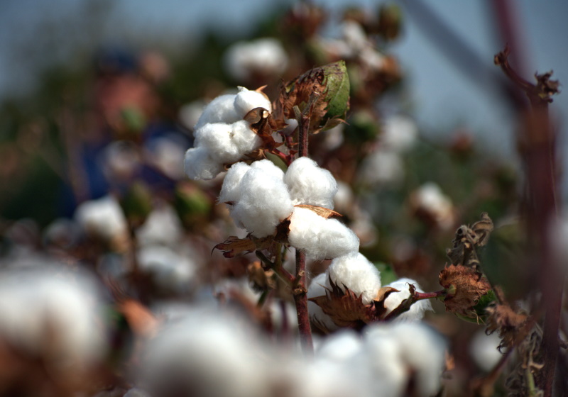 Cotton standards 'can boost sustainability', Materials & Production News