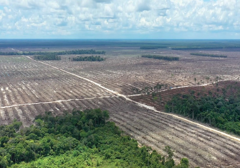 Deforestation: a story of sustainable viscose