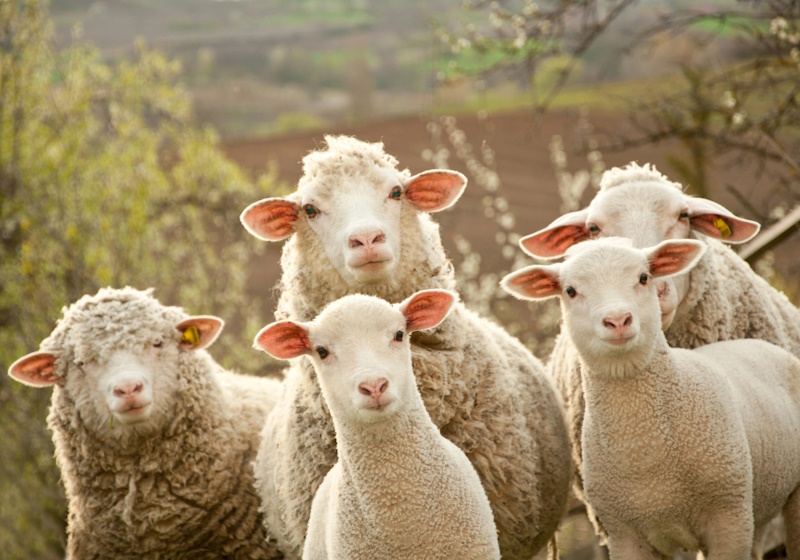 Australian wool standard is split on mulesing