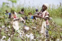 Africa Cotton Textiles and Apparel CTA initiative promoting sustainable cotton-to-garment manufacturing in Africa