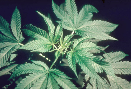 Hemp