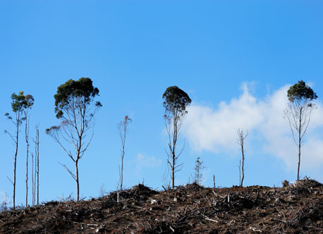 deforestation