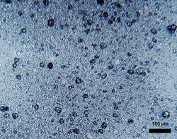 Polyethylene based microspherules in toothpaste