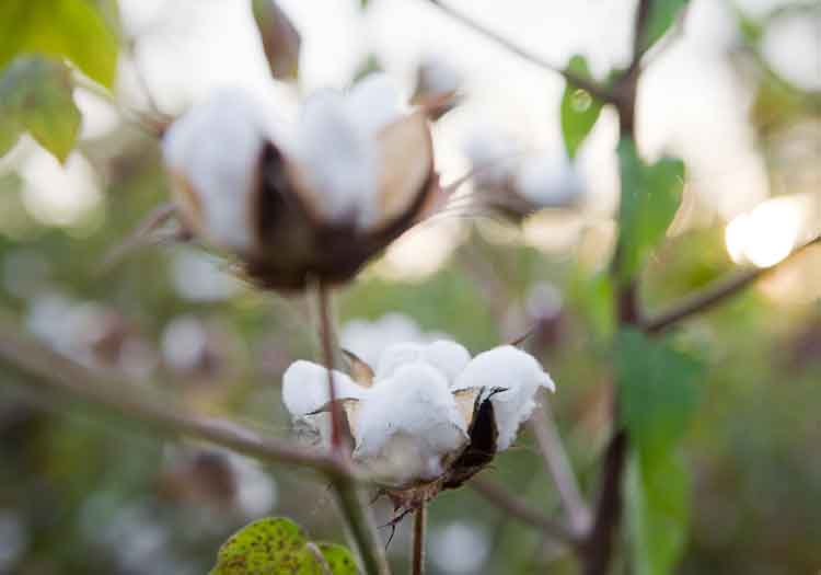 Cotton Made in Africa