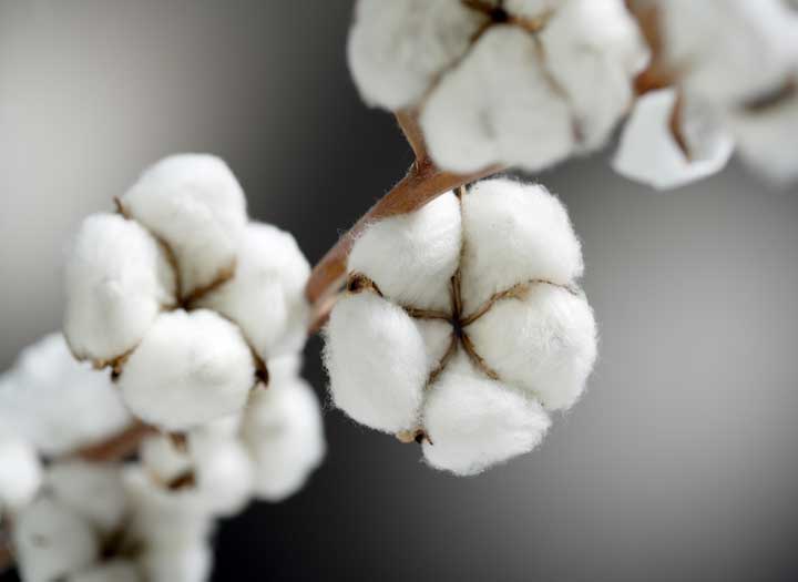 Cotton
