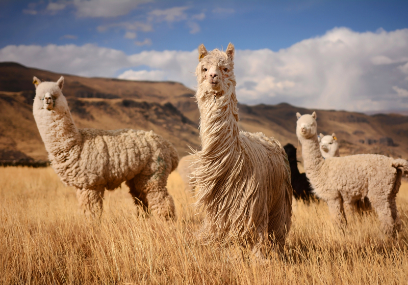Marks & Spencer phases out alpaca wool | Ecotextile News