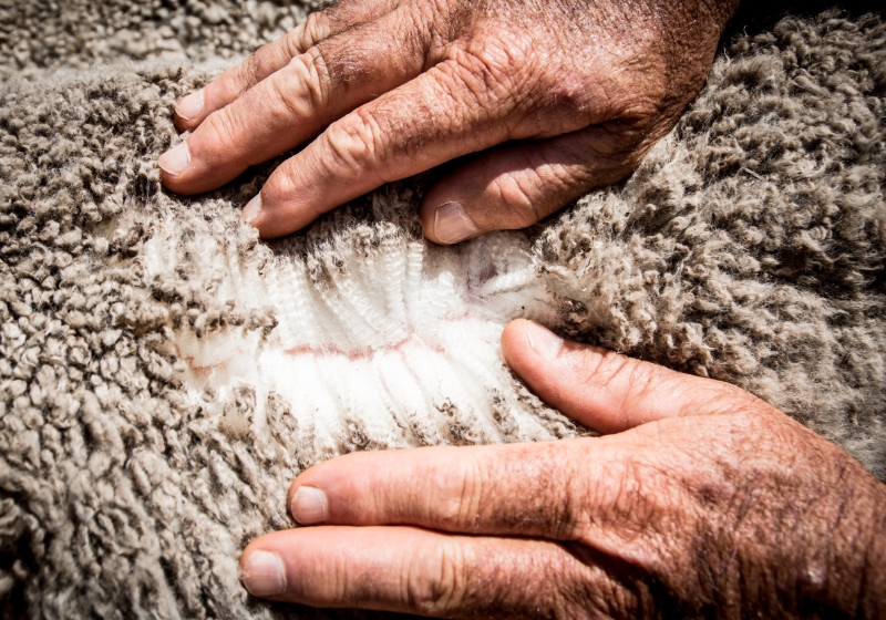 Australian wool