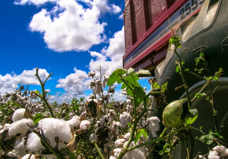 Cotton production in the field