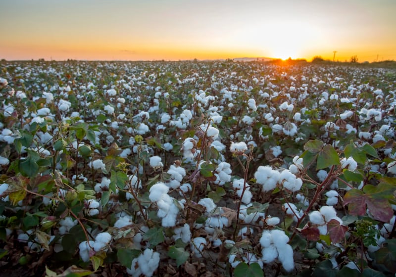 cotton fields