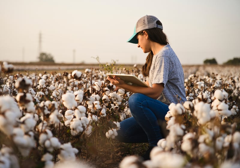 Cotton field