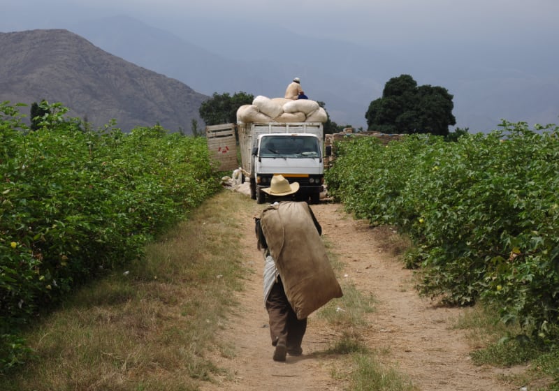 Cotton workers in Peru, haul cotton