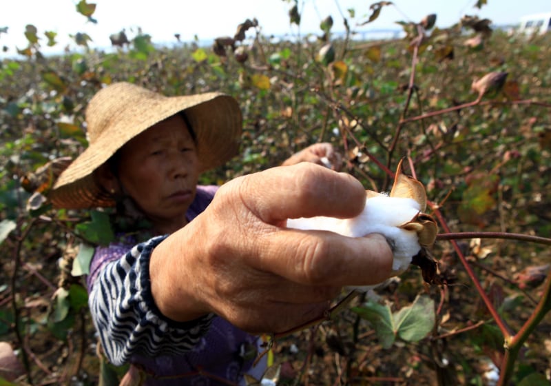 Chinese cotton farm