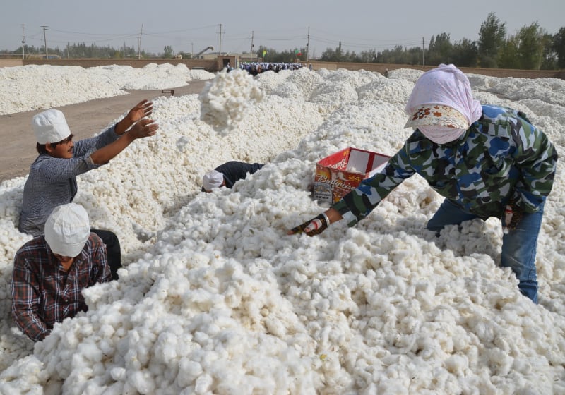 Cotton workers in the Xinjiang region of China where allegations of forced labour have surfaced.