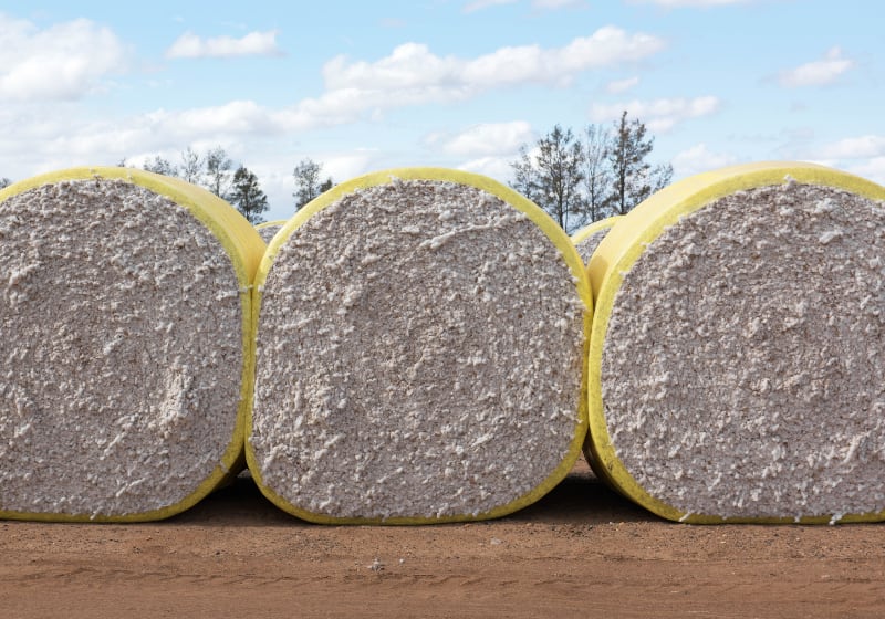 Cotton bales stacked in a field waiting for ginning.