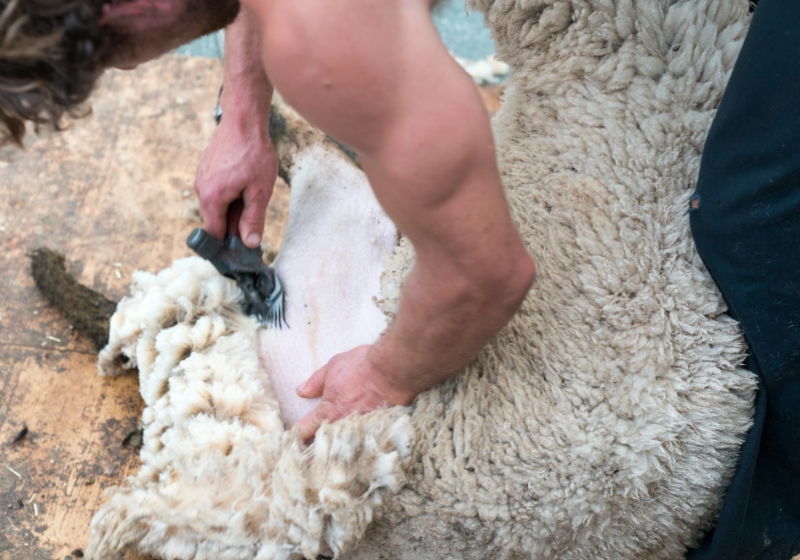 Man shearing sheep