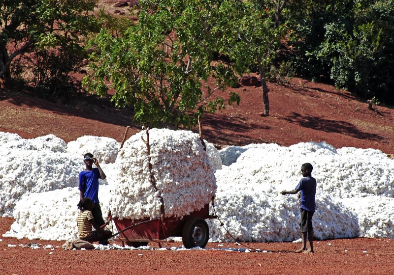 Cotton cultivation and collection in Burkina Faso.