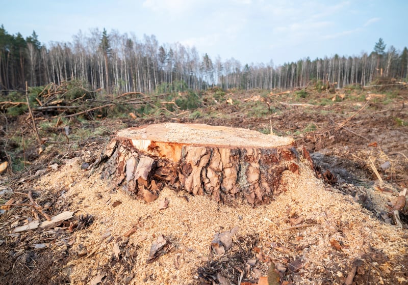 Tress cut down in deforested region