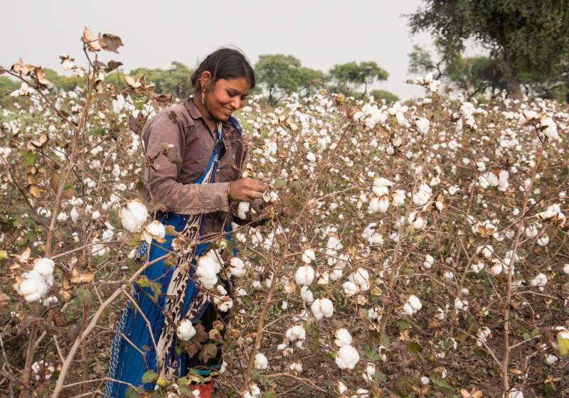 Worker in Indian cotton field